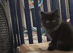 Azul Himalayan Persian - Persian Kitten For Sale - Chillicothe&comma; IL&comma; US