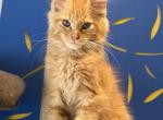 Zark - Maine Coon Kitten For Sale - Jacksonville&comma; FL&comma; US