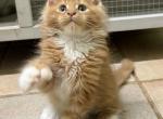 Zoro Polydactyl - Maine Coon Kitten For Sale - Jacksonville&comma; FL&comma; US
