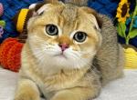 Kerry - Scottish Fold Kitten For Sale - New York&comma; NY&comma; US