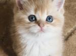 Flkitten1 Boy - British Shorthair Kitten For Sale - Parkland&comma; FL&comma; US