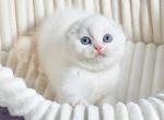 Jeff - Scottish Fold Kitten For Sale - New York&comma; NY&comma; US
