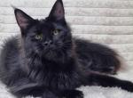 Lika - Maine Coon Kitten For Sale - New York&comma; NY&comma; US