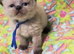 Himalayan Kittens - Himalayan Kitten For Sale - Brandon&comma; FL&comma; US
