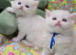 White blue eyes Persian - Persian Kitten For Sale - 