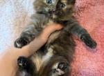 Persian Maine coon - Persian Kitten For Sale - Oak Hill&comma; TN&comma; US