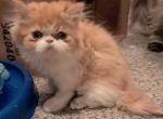 Bugzy - Persian Kitten For Sale - Sumner&comma; WA&comma; US