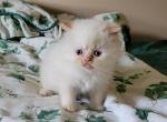 Paul - Himalayan Kitten For Sale - IL&comma; US