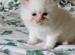 John - Himalayan Kitten For Sale - IL&comma; US
