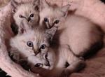 Lynx Point babies - Siamese Kitten For Sale - 
