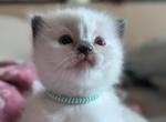 Juniper - Ragdoll Kitten For Sale - Fountain&comma; CO&comma; US