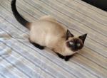 DeeDee Siamese Female - Siamese Cat For Sale - 