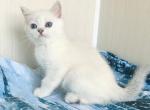 Scottish straight Chinchilla point - Scottish Straight Kitten For Sale - Hallandale&comma; FL&comma; US