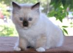 Ragdoll Kitten Seal Female Mitted Family Raised - Ragdoll Kitten For Sale - Haines City&comma; FL&comma; US
