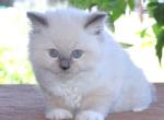 Ragdoll Kitten Luna Blue Lilac Female Mitted - Ragdoll Kitten For Sale - Haines City&comma; FL&comma; US