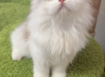 Ada - Minuet Kitten For Sale - San Jose&comma; CA&comma; US