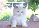Family Raised Ragdoll Kitten Blue Bicolor Mitted - Ragdoll Kitten For Sale - Haines City&comma; FL&comma; US