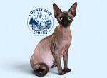 Hazel Mae Chocolate Mink Sphynx near Cincinnati - Sphynx Cat For Sale/Service - Mount Orab&comma; OH&comma; US