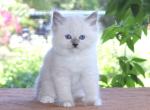 Ragdoll Kitten Jessie Blue Female White Mitted - Ragdoll Kitten For Sale - Haines City&comma; FL&comma; US