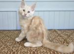 Caviar - Maine Coon Kitten For Sale - Clayton&comma; NC&comma; US