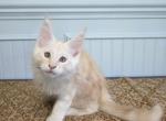 Caviar - Maine Coon Kitten For Sale - Clayton&comma; NC&comma; US