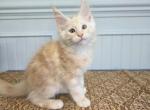 Caviar - Maine Coon Kitten For Sale - Clayton&comma; NC&comma; US