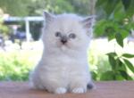 Ragdoll Kitten Bo Peep Blue Lilac Male Mitted - Ragdoll Kitten For Sale - Haines City&comma; FL&comma; US