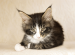 Striking European Black Tabby with White MaineCoon - Maine Coon Kitten For Sale - FL&comma; US