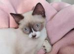 Smirk - Snowshoe Kitten For Sale - Walterboro&comma; SC&comma; US