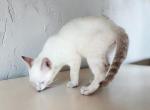 Stripe Lynxpoint - Colorpoint Shorthair Kitten For Sale