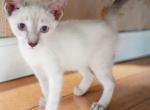 Stripe Lynxpoint - Colorpoint Shorthair Kitten For Sale - 