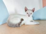 Stripe Lynxpoint - Colorpoint Shorthair Kitten For Sale - 