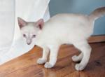 Stripe Lynxpoint - Colorpoint Shorthair Kitten For Sale - 