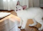 Stripe Lynxpoint - Colorpoint Shorthair Kitten For Sale