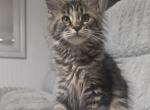 Anxiety - Maine Coon Kitten For Sale - Elk Grove&comma; CA&comma; US