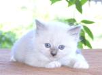 Ragdoll Kitten Bonnie Blue Lilac Female Mitted - Ragdoll Kitten For Sale - Haines City&comma; FL&comma; US