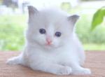 Family Raised Ragdoll Kitten Bicolor Blue Pointed - Ragdoll Kitten For Sale - Haines City&comma; FL&comma; US