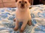 Athenas kittens - Siamese Kitten For Sale - Waltham&comma; MA&comma; US