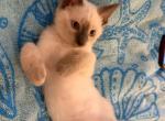 Athenas kittens - Siamese Kitten For Sale - 