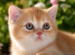 Scottish Oliver - Scottish Straight Kitten For Sale - Brooklyn&comma; NY&comma; US