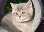 Scottish Fifa - Scottish Straight Kitten For Sale - Brooklyn&comma; NY&comma; US