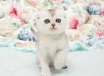 Scottish Haiden - Scottish Fold Kitten For Sale - Brooklyn&comma; NY&comma; US