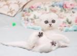 Scottish Haney - Scottish Fold Kitten For Sale - Brooklyn&comma; NY&comma; US