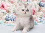 Scottish Harry - Scottish Straight Kitten For Sale - Brooklyn&comma; NY&comma; US