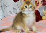 British Dean - British Shorthair Kitten For Sale - Manorville&comma; NY&comma; US