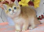 British Dan - British Shorthair Kitten For Sale - Manorville&comma; NY&comma; US
