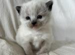 Poppi - Ragdoll Kitten For Adoption - Clay&comma; PA&comma; US