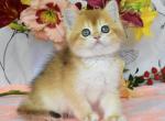 British Deana - British Shorthair Kitten For Sale - Manorville&comma; NY&comma; US