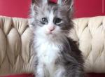 Maine Coon EZ Yan - Maine Coon Kitten For Sale - Manorville&comma; NY&comma; US