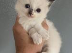 Turkey - Ragdoll Kitten For Sale - Clay&comma; PA&comma; US